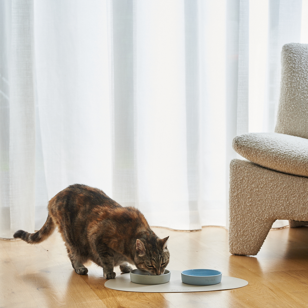 cat bowl sky - Lilly + Dash -  